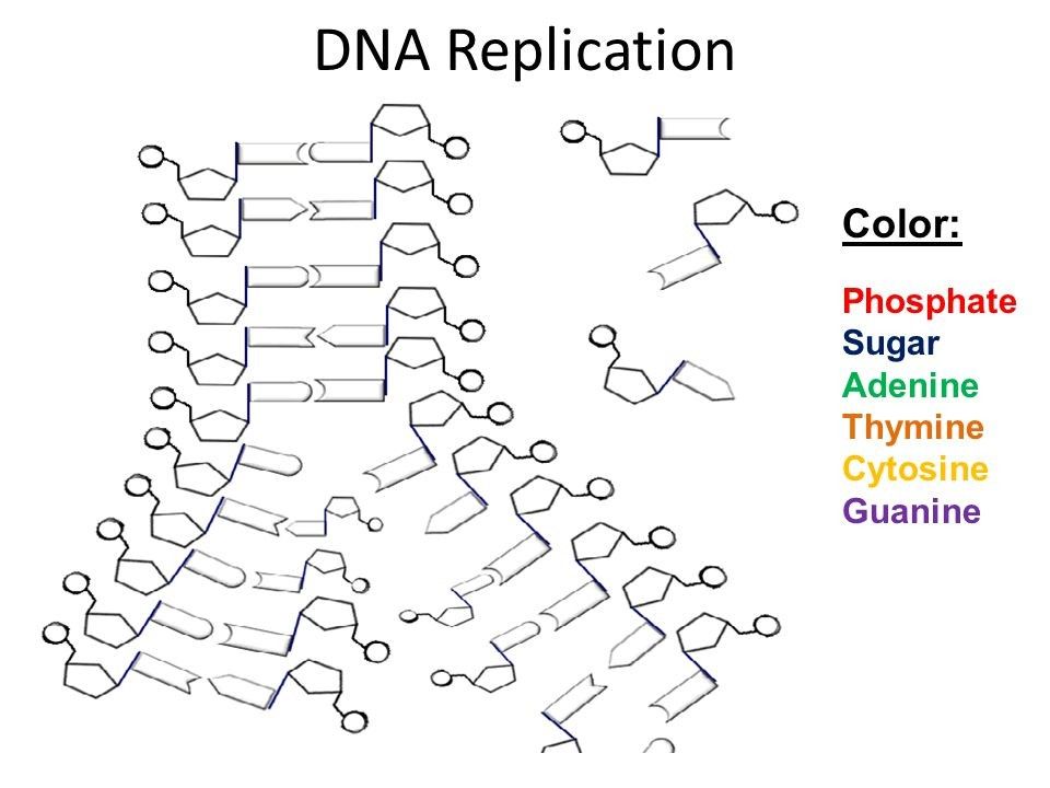 Featured image of post Dna Replication Coloring Worksheet Pdf Answer Key